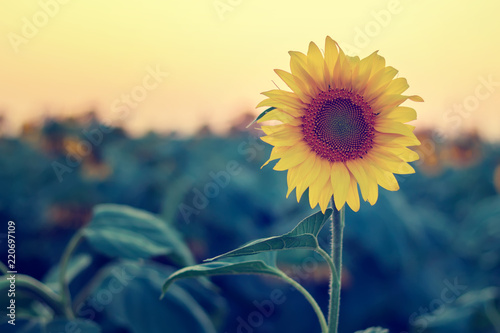 Fototapeta Naklejka Na Ścianę i Meble -  Sunflower in a field at sunset