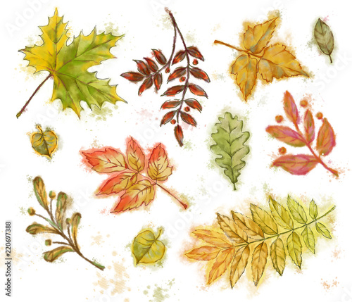 Autumn Leaves Collection Isolated on White Background.  Set of Deciduous Trees Leaves for Creative Decoration  Design etc.