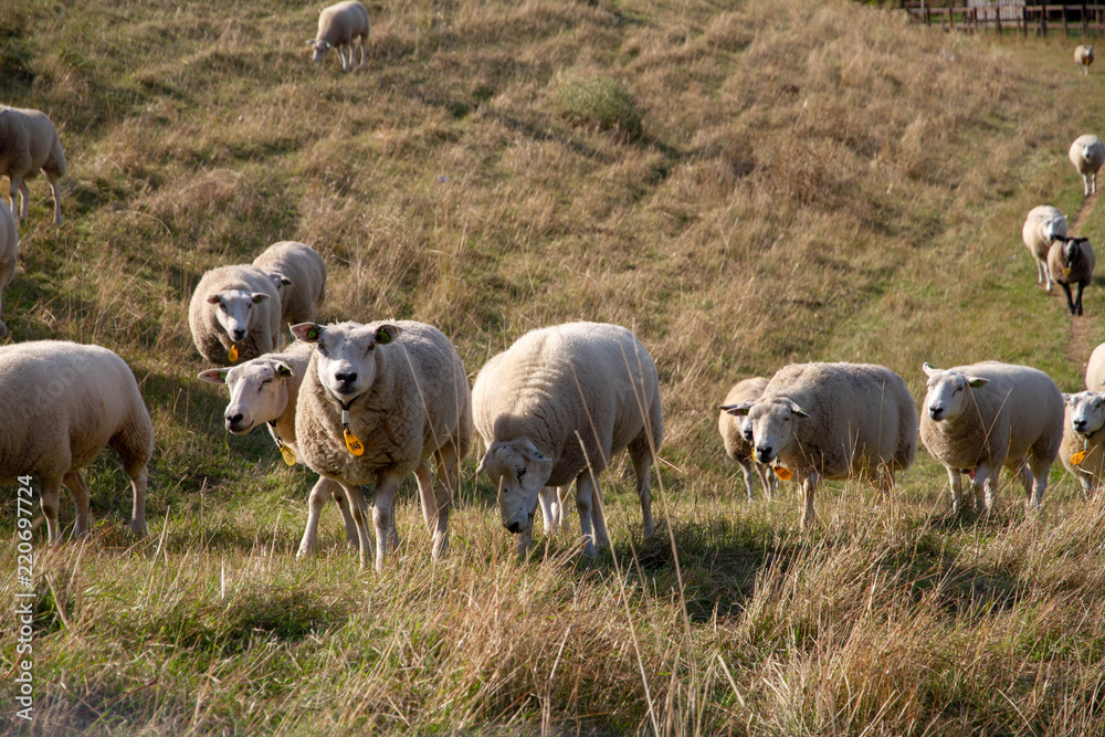 Sheeps grazing in the Netherlands