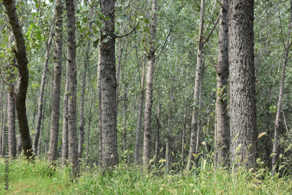 Naklejka premium Silent aspen forest