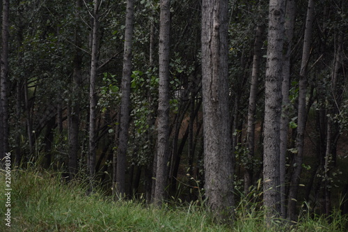 Silent aspen forest © xuantong