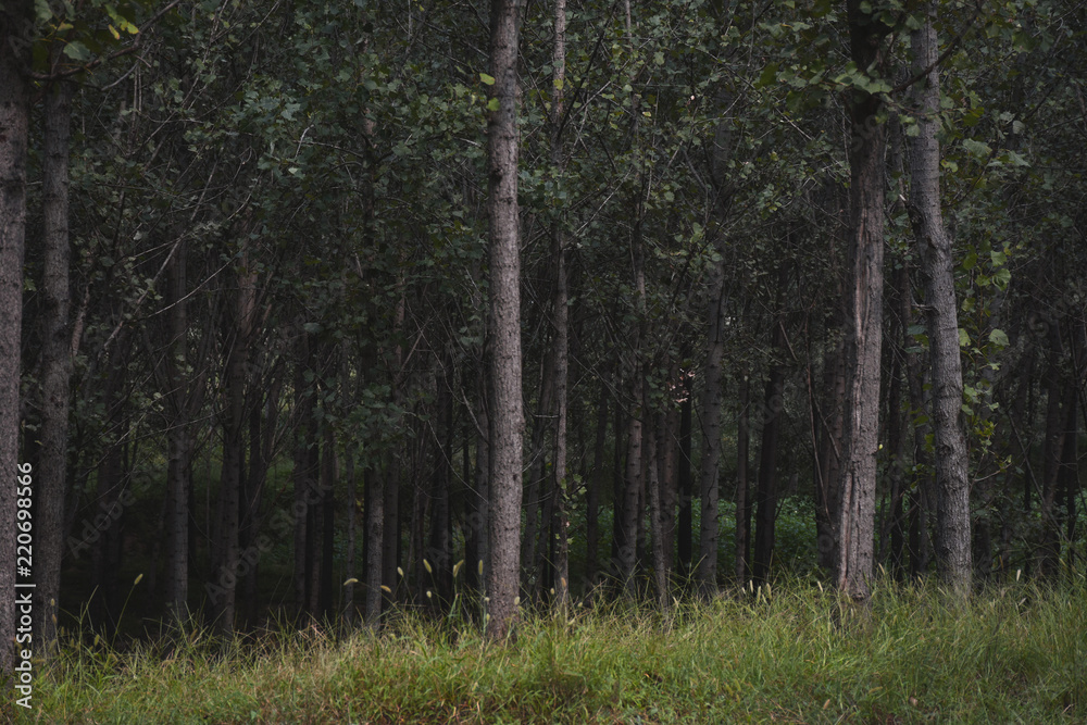 Fototapeta premium Silent aspen forest