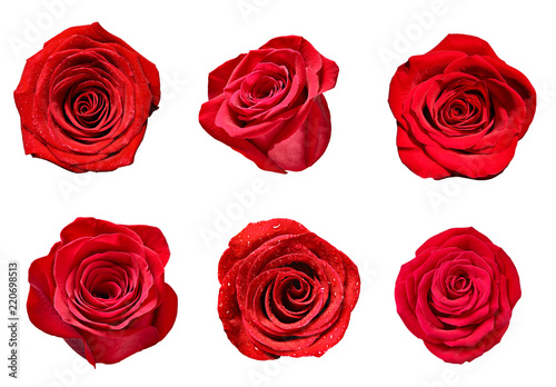 flower rose petal blosspm background