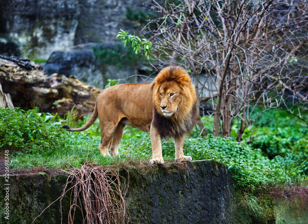Fototapeta premium Single lion stands. King of the pride on the edge of the cliff. Selective focus.