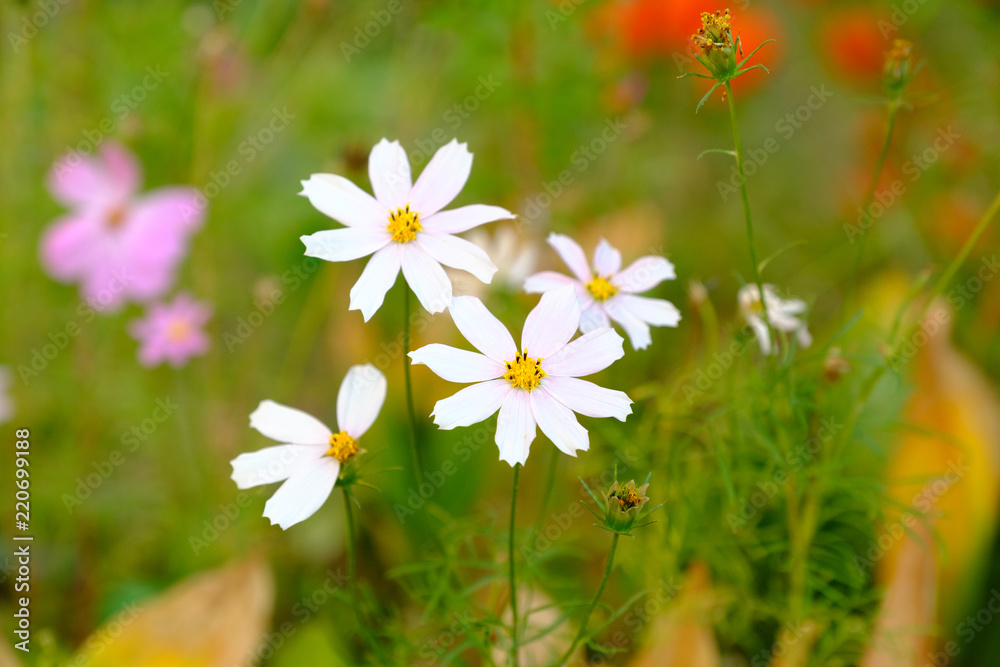 Beautiful white colors Cosmos hybrid fields, tree in the background under morning sunshine Beautiful white colors Cosmos hybrid fields, tree in the background under morning sunshine