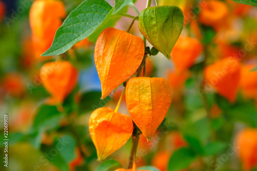 Orange lanterns physalis among green leaves