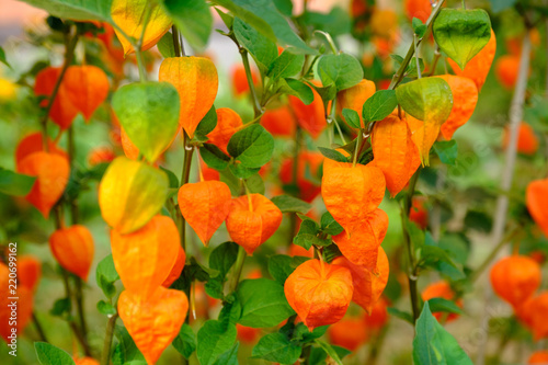 Orange lanterns physalis among green leaves photo