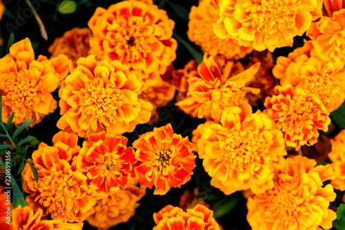 Marigold flowers in the meadow in the sunlight © skorovik