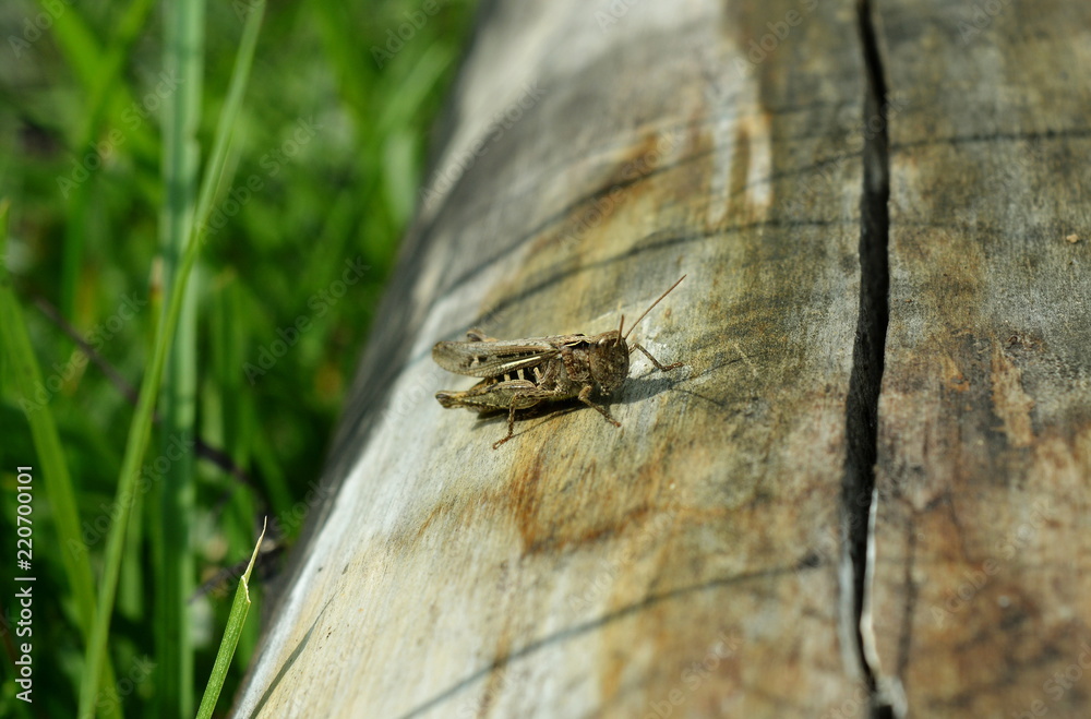 A brown grasshopper sits on old wood A brown grasshopper sits on old wood