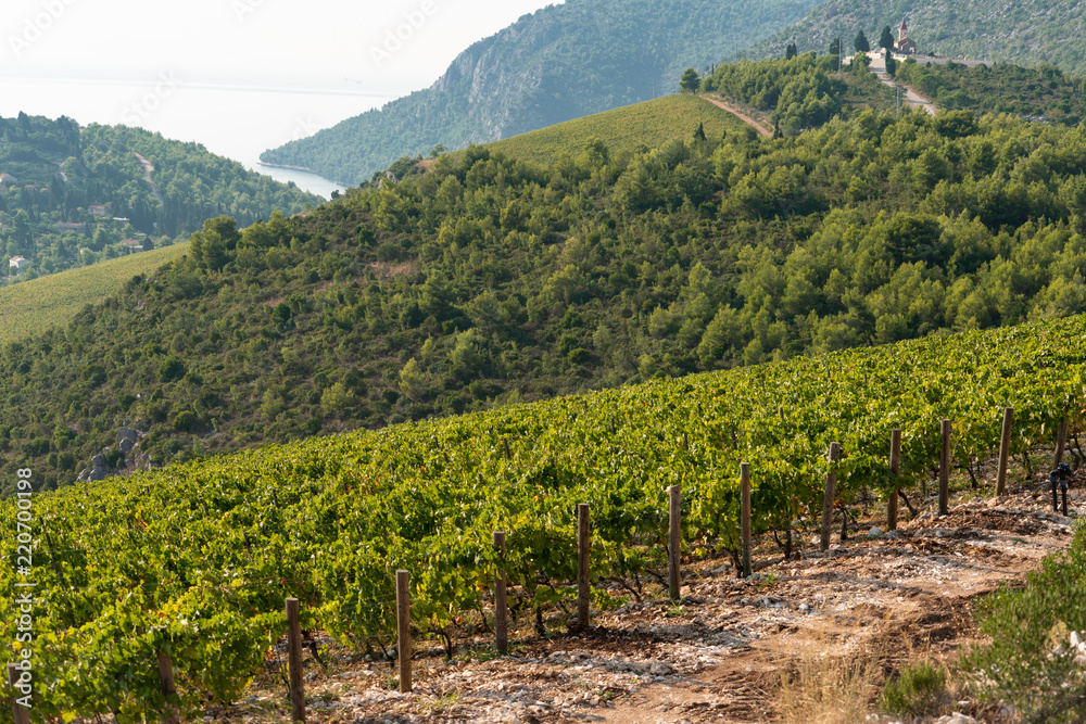 Panorama of the vineyard on the mountain. Wine making industry