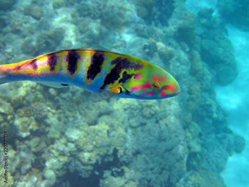 6 banded wrasse while snorkeling Rangiroa French Polynesia