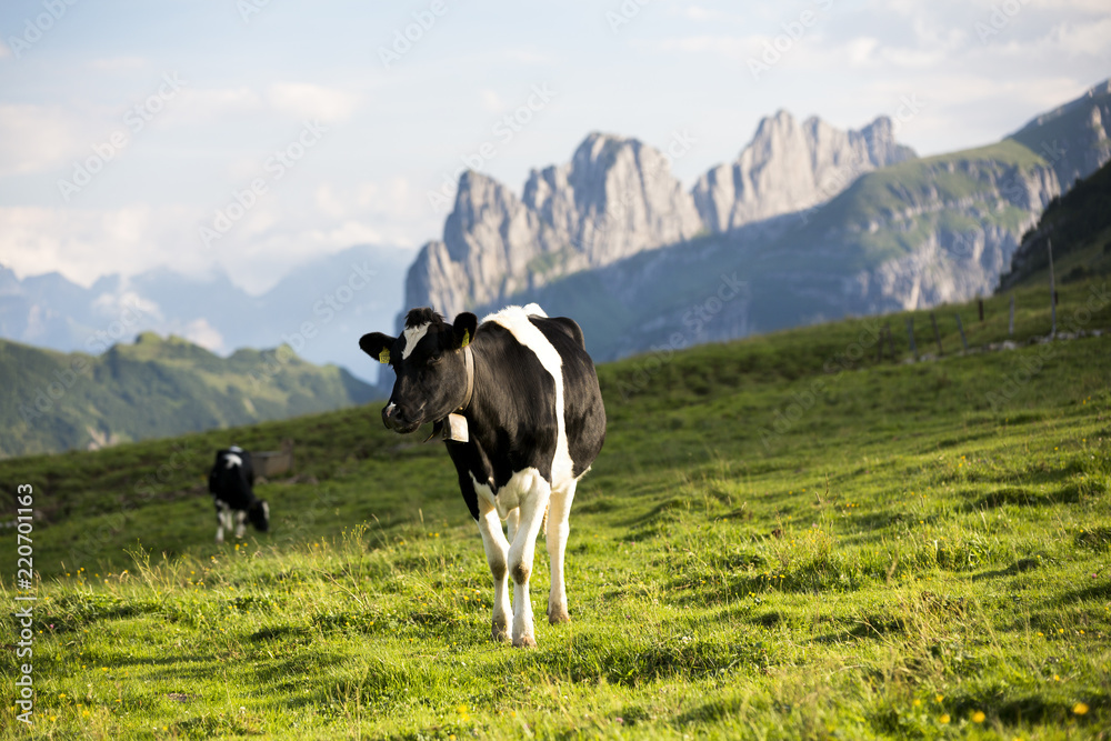 Kühe auf dem Alpsigel im Alpstein Kühe auf dem Alpsigel im Alpstein