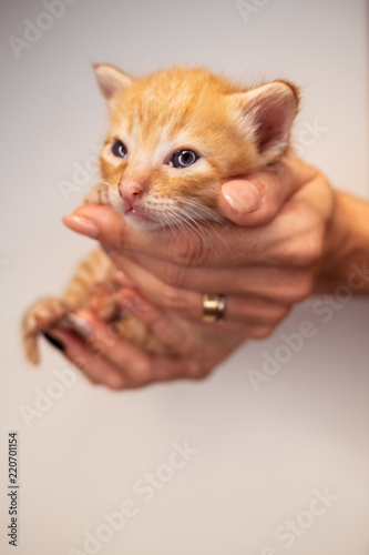 Closeup of woman's hands holding cute ginger baby kitten