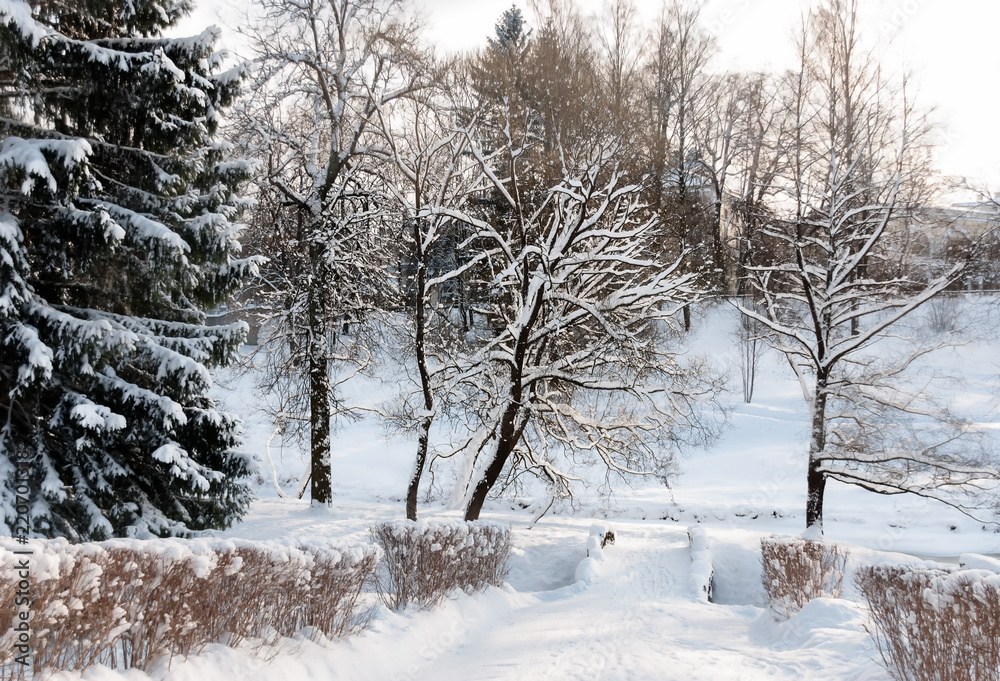 Trees in the park or the woods in winter snow Trees in the park or the woods in winter snow