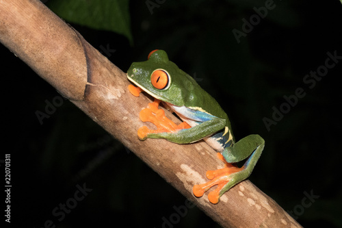 Red eyed tree frog in Costa Rica photo