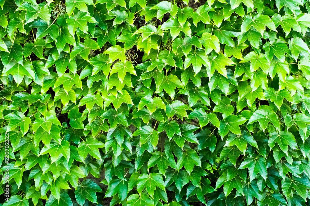 Obraz premium Nature background flat lay of green leaves, background