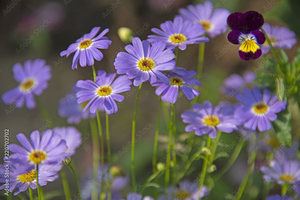 Fototapeta premium FLOWERS - violet camomiles