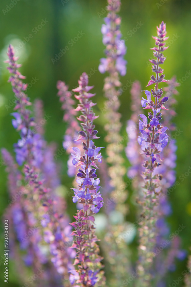 Wildflower sage closeup. Wildflower sage closeup.