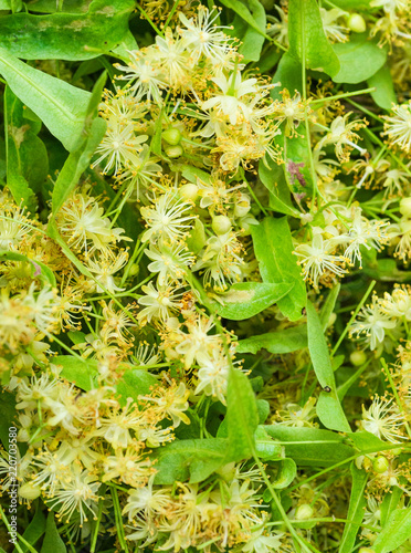 Flowers blossoming tree linden wood, used for the preparation of healing tea natural background. Flowering large leaf Linden Tilia photo