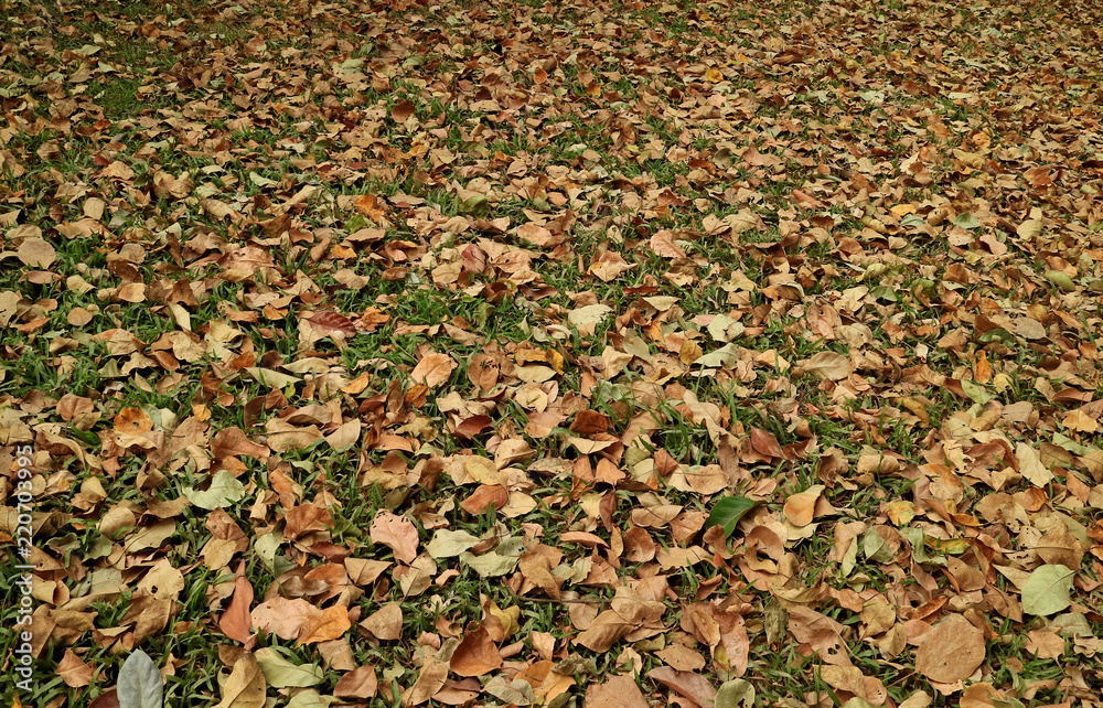 Season changing, the natural carpet of fallen leaves on the grass field for background and banner Season changing, the natural carpet of fallen leaves on the grass field for background and banner