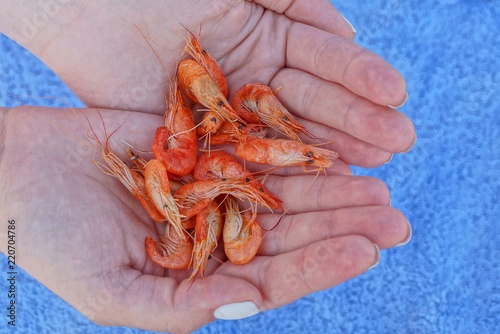 red boiled shrimps on the palms of a girl's hands on a blue background