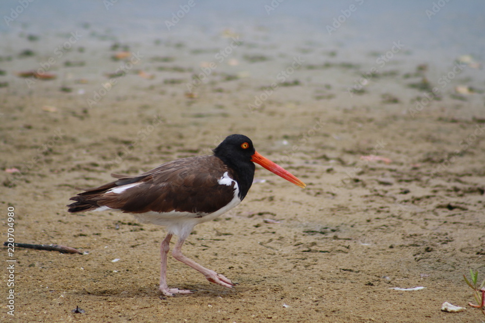 American Oystercatcher American Oystercatcher