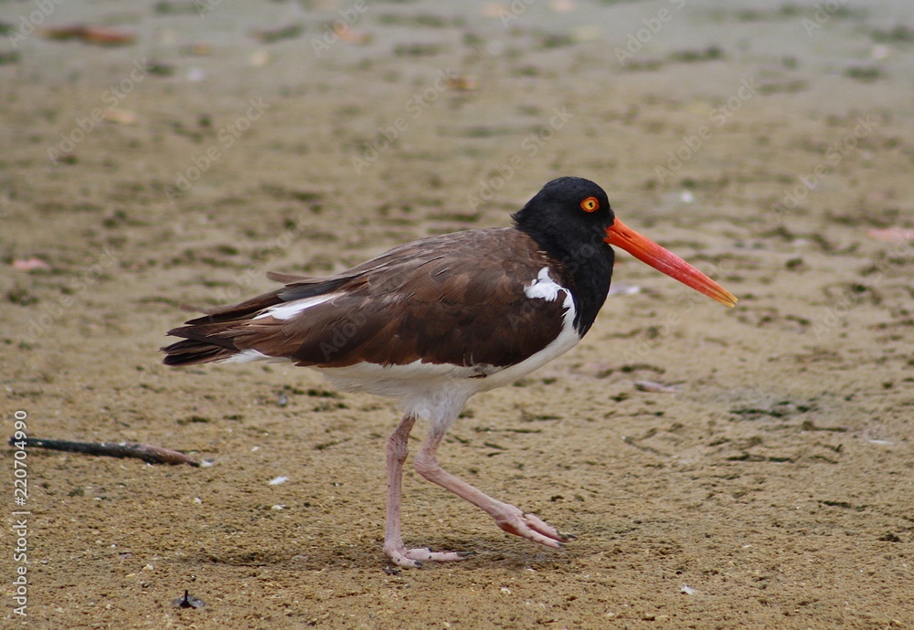 American Oystercatcher American Oystercatcher