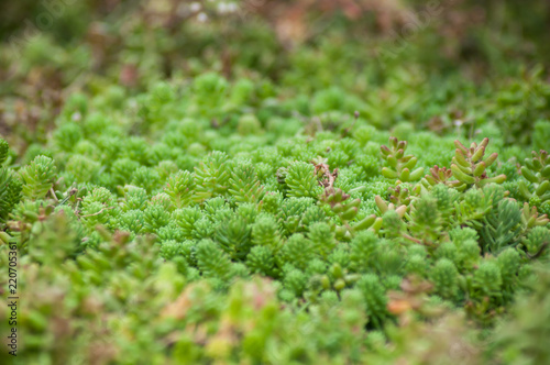 closeup of succulent plant in a public garden - Sedum reflexum