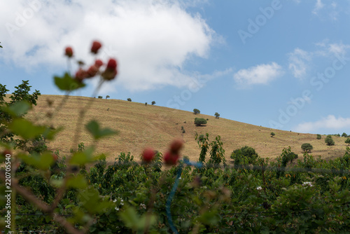 Self picking cherries at Odem in Golan Heights photo