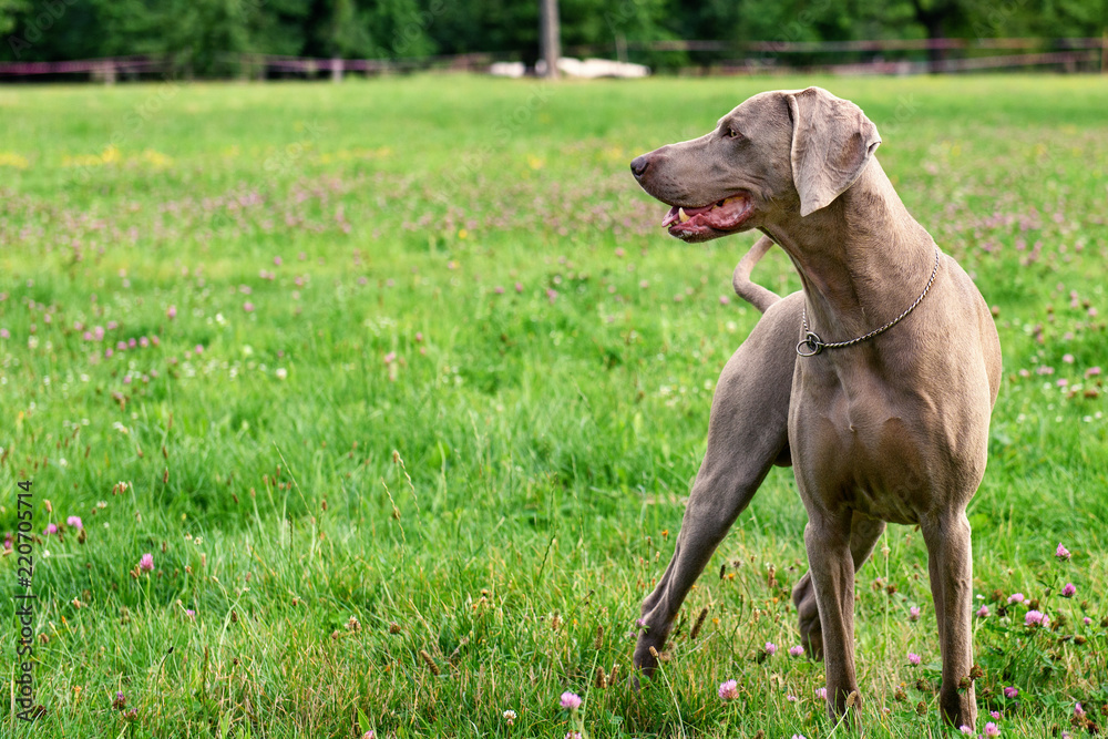 Dog Standing in the Grass