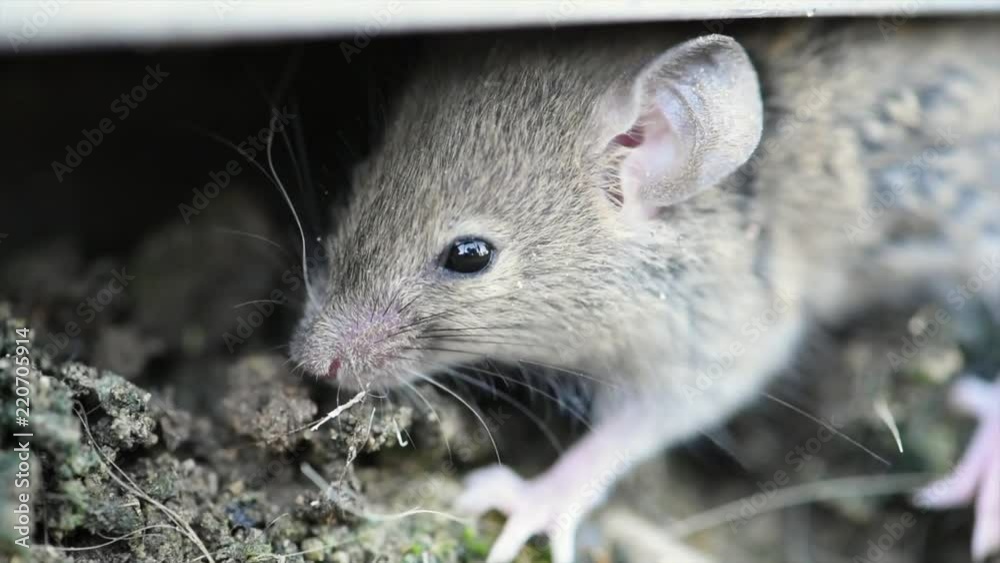Wild mouse up close in the garden Wild mouse up close in the garden