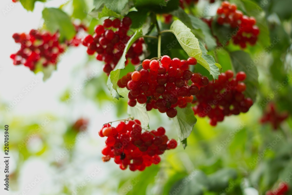 Hawthorns - Crataegus are among medicinal plants containing Flavonoids, otherwise called bioflavonoids or vitamin P.