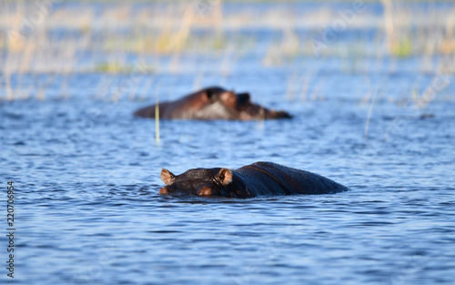 Nilpferd im Chobe River