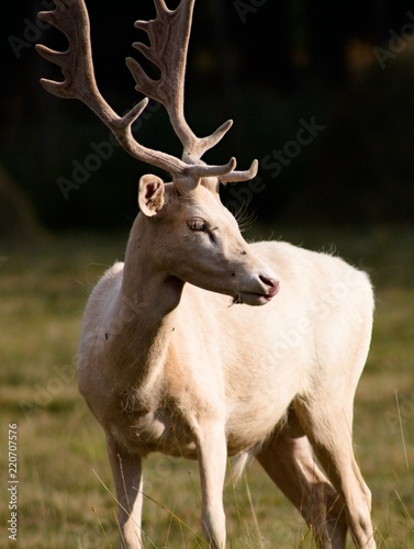 White Dama  of the family Cervidae with shovel antlers