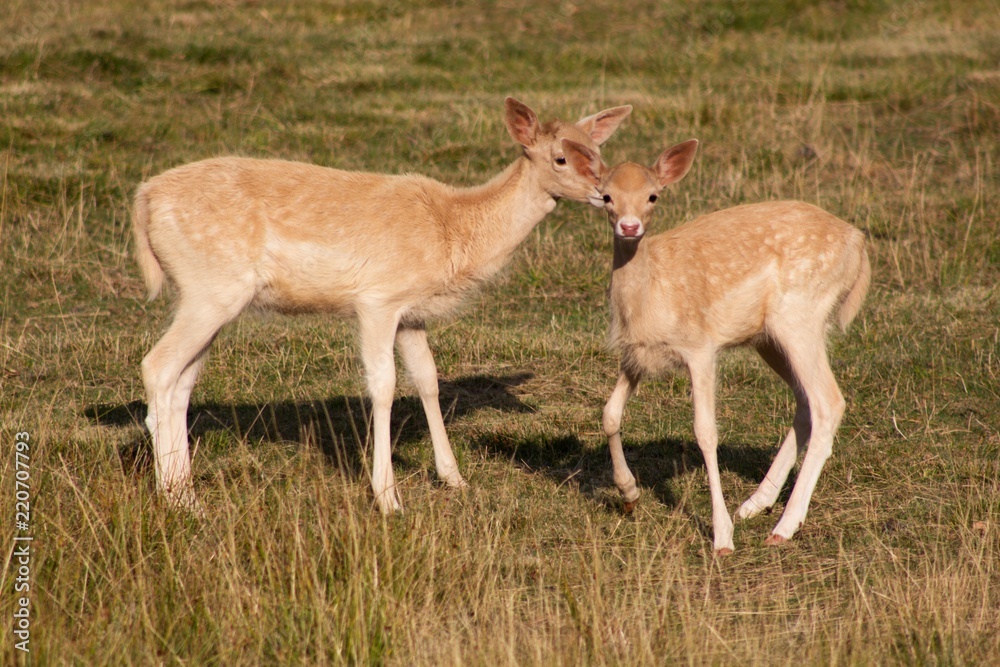 White Dama, of the family Cervidae with shovel antlers White Dama, of the family Cervidae with shovel antlers