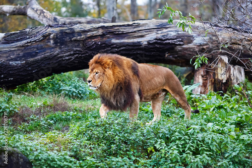 Fototapeta Naklejka Na Ścianę i Meble -  Single lion goes against the background of green thickets. Selective focus.