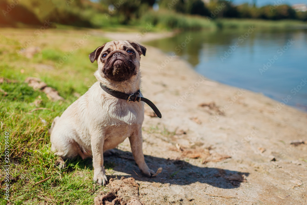 Obraz premium Pug dog sitting by river. Happy puppy waiting a command of master. Dog chilling outdoors