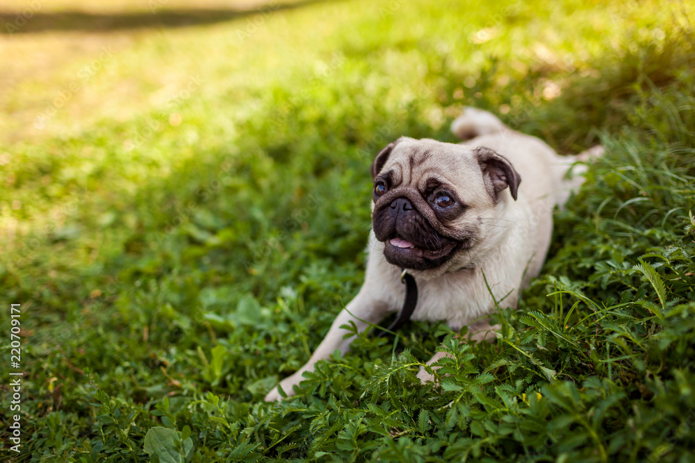 Pug dog lying on green grass. Happy puppy having rest. Dog enjoying nature