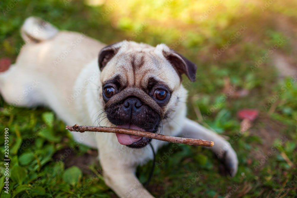 Pug dog biting a stick and lying on grass in park. Happy puppy chewing and playing with wooden stick.
