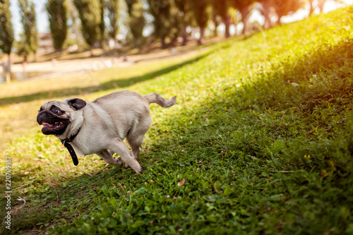 Fototapeta Naklejka Na Ścianę i Meble -  Pug dog running in summer park. Happy puppy having fun playing with master