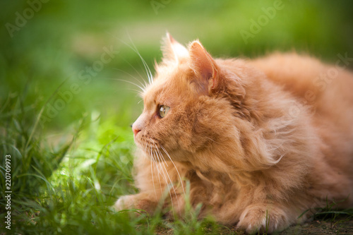 Curious orange cat outdoors © bdavid32