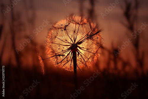 Fototapeta Naklejka Na Ścianę i Meble -  Sunset dandelion on fire