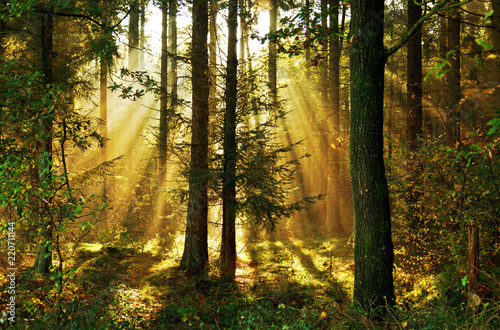 Sonnenstrahlen im Herbstwald, Nadelwald im morgendlichen Sonnenlicht, Hintergrund photo
