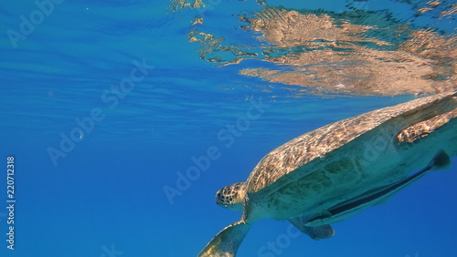 Fototapeta Naklejka Na Ścianę i Meble -  Sea turtle swims in blue sea water aquatic animal underwater photo