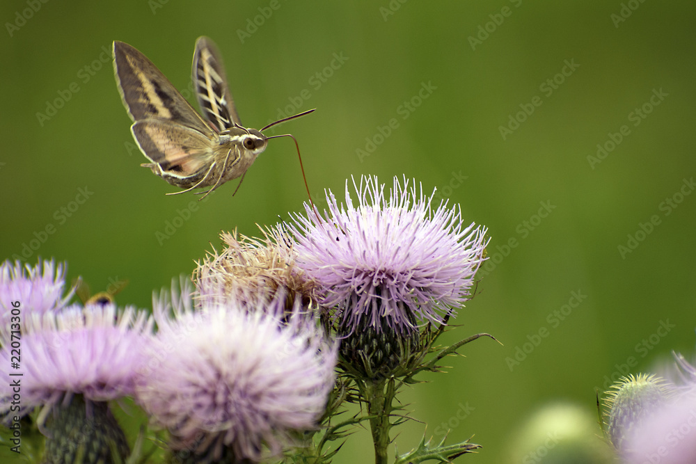 White-lined Sphinx Moth (Hyles lineata) feeding on Tall Thistle in Guthrie Center, Iowa White-lined Sphinx Moth (Hyles lineata) feeding on Tall Thistle in Guthrie Center, Iowa