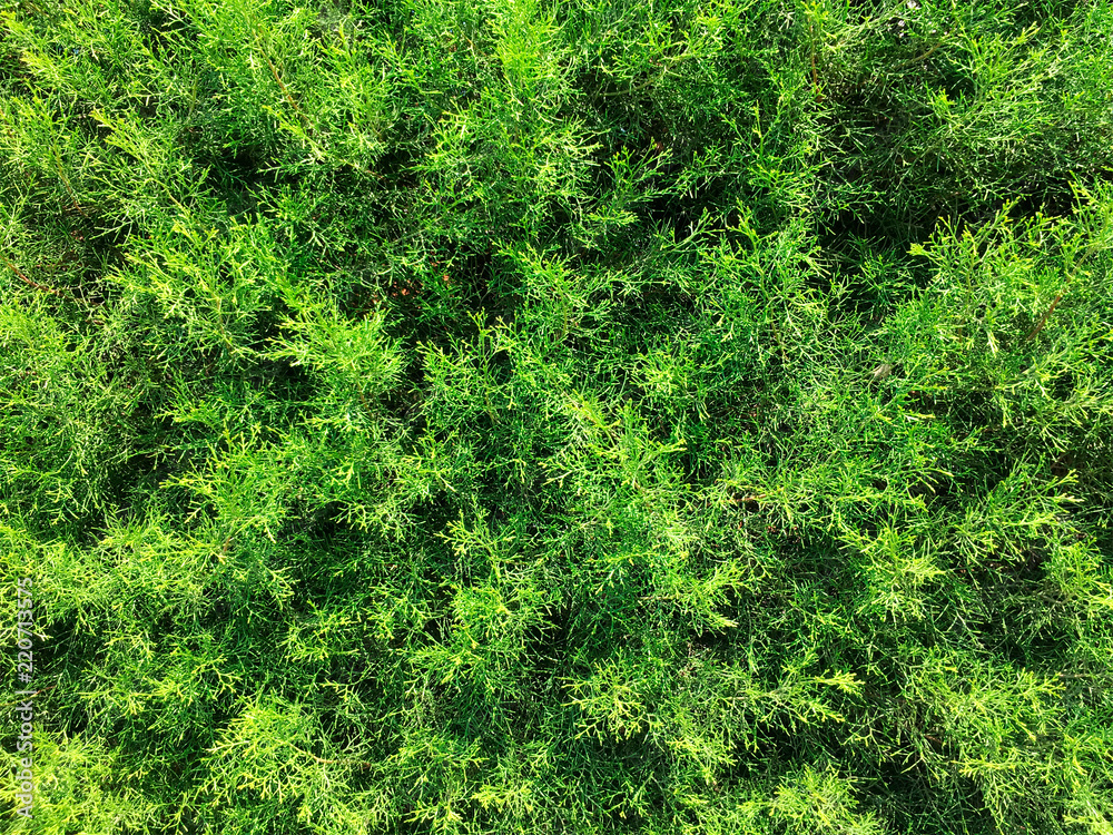 Fototapeta premium Pine Needles Plant Texture In Summer Garden Wall
