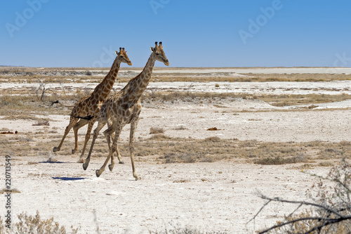 Photography Two Namibian Giraffes running in Etosha National Park, Namibia