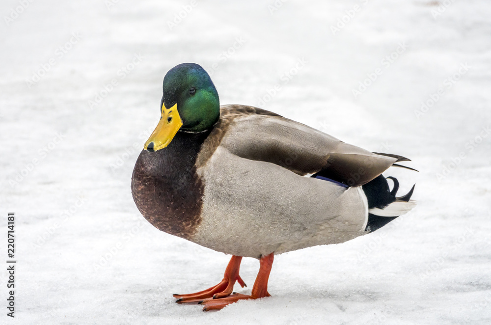 mallard duck (Anas platyrhynchos) mallard duck (Anas platyrhynchos)