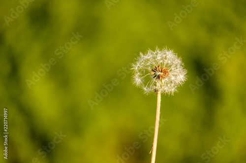 single dandelion flower under the sun with creamy green background