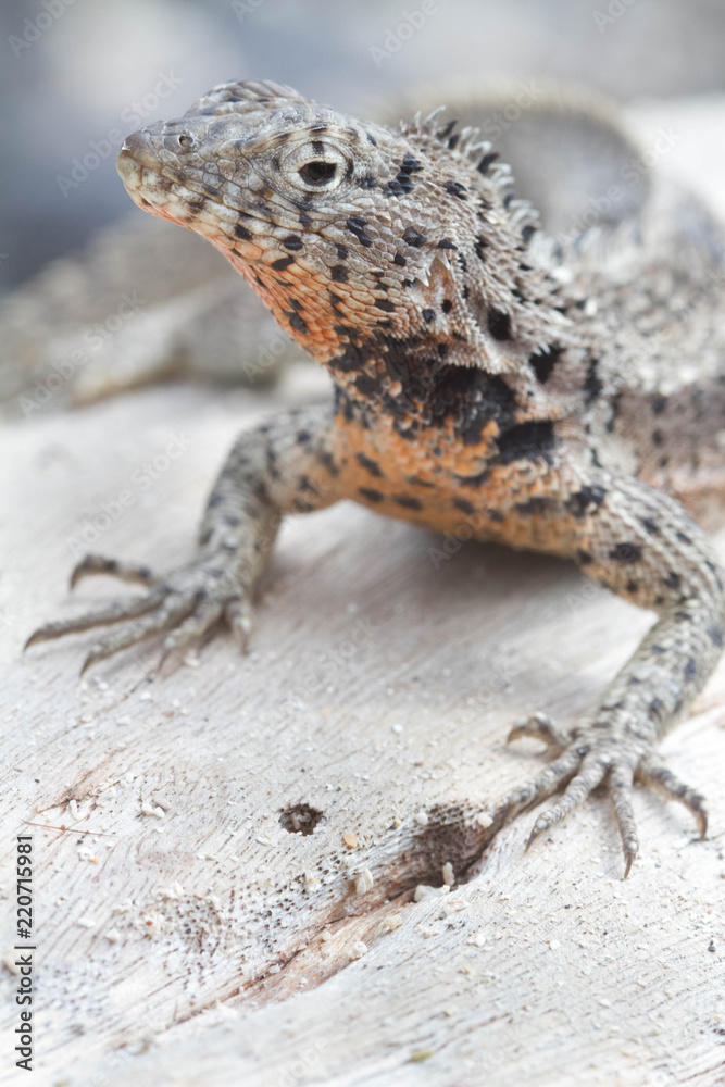 Lava Lizard Portrait Lava Lizard Portrait